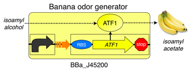 Drawing showing how isoamyl alcohol is transformed into isoamyl acetate.