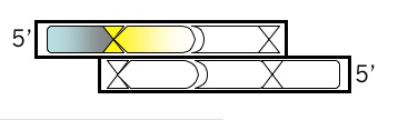 DNA Strand 2