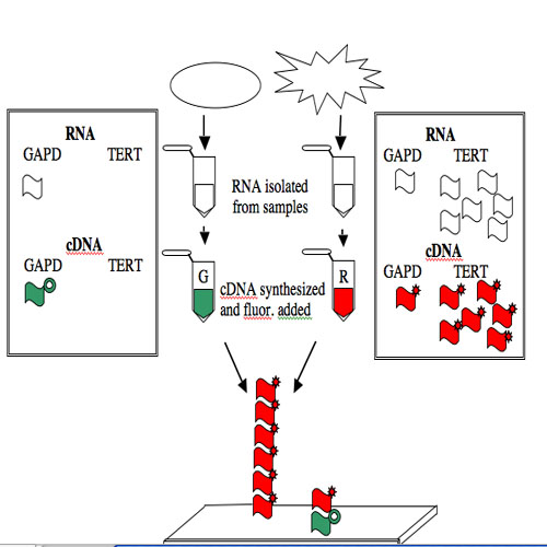 Illustration on how microarray data is generated and interpreted.