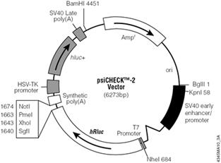 Plasmid map.