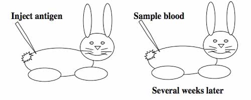 Generating polyclonal antibodies.