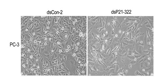 Sample microscopy data.