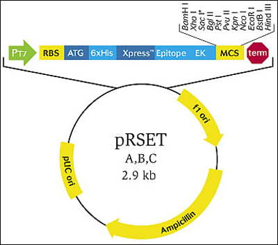 Map of feature highlights for pRSET vector.