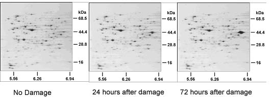 protein BPP