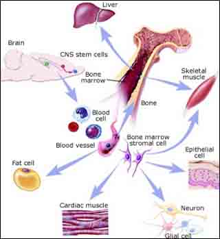 A diagram indicating the plasticity of aduklt stem cells.  The image shows various human organs and their relationships via stem cells.