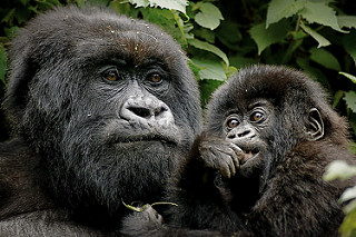 A mother gorilla holds her baby.